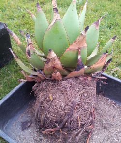 Wurzelballen von Aloe broomii